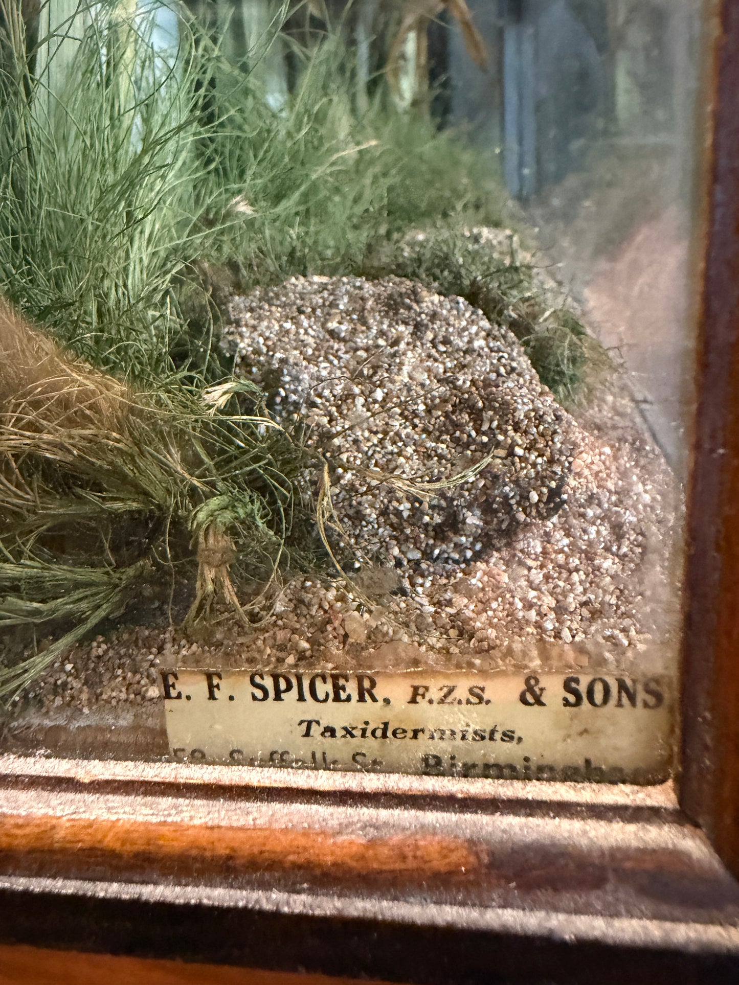 Taxidermy of Trout in Glazed Case by Spicer dated 1940