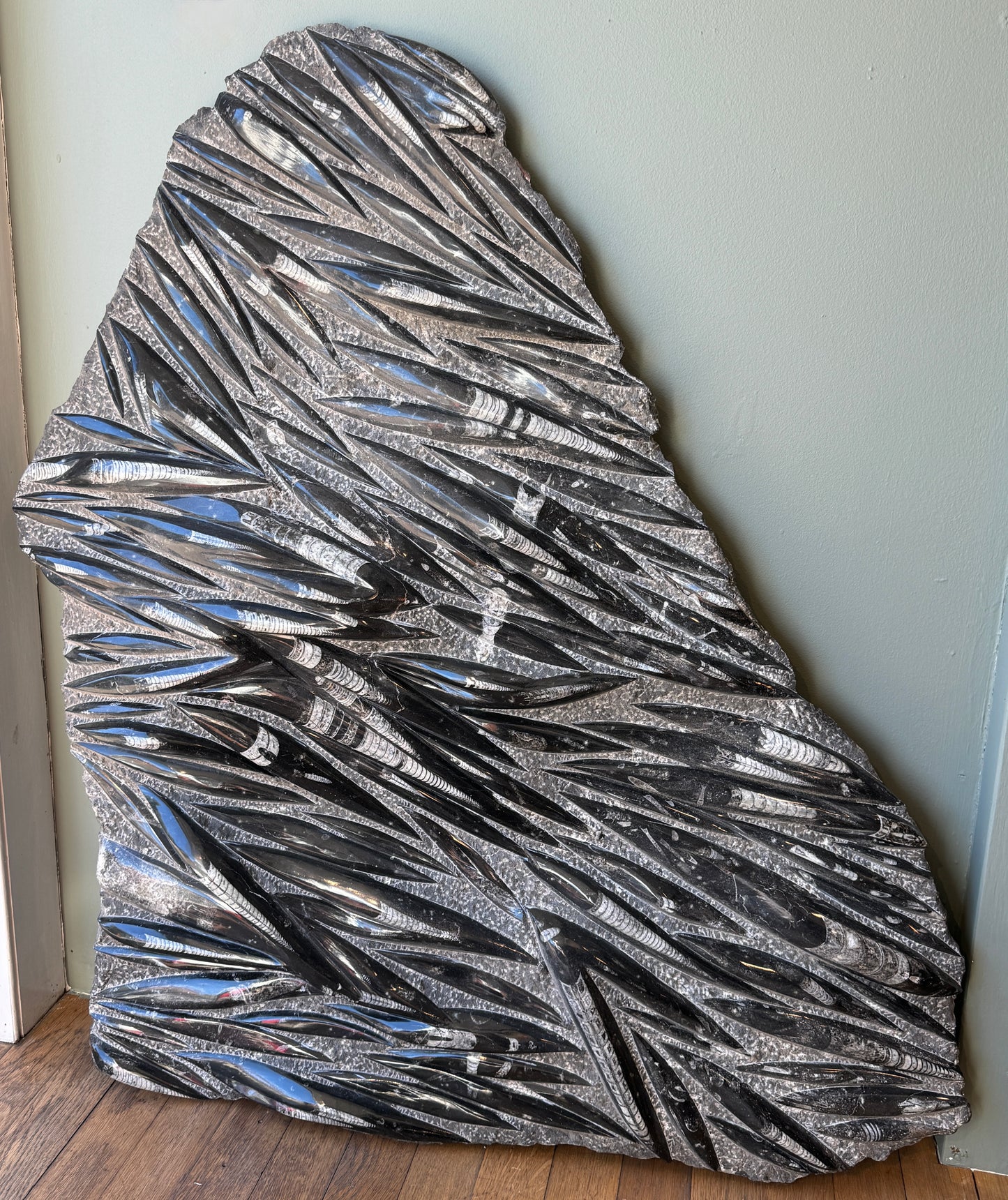 Huge Orthoceras Fossil Slab c400 million years old
