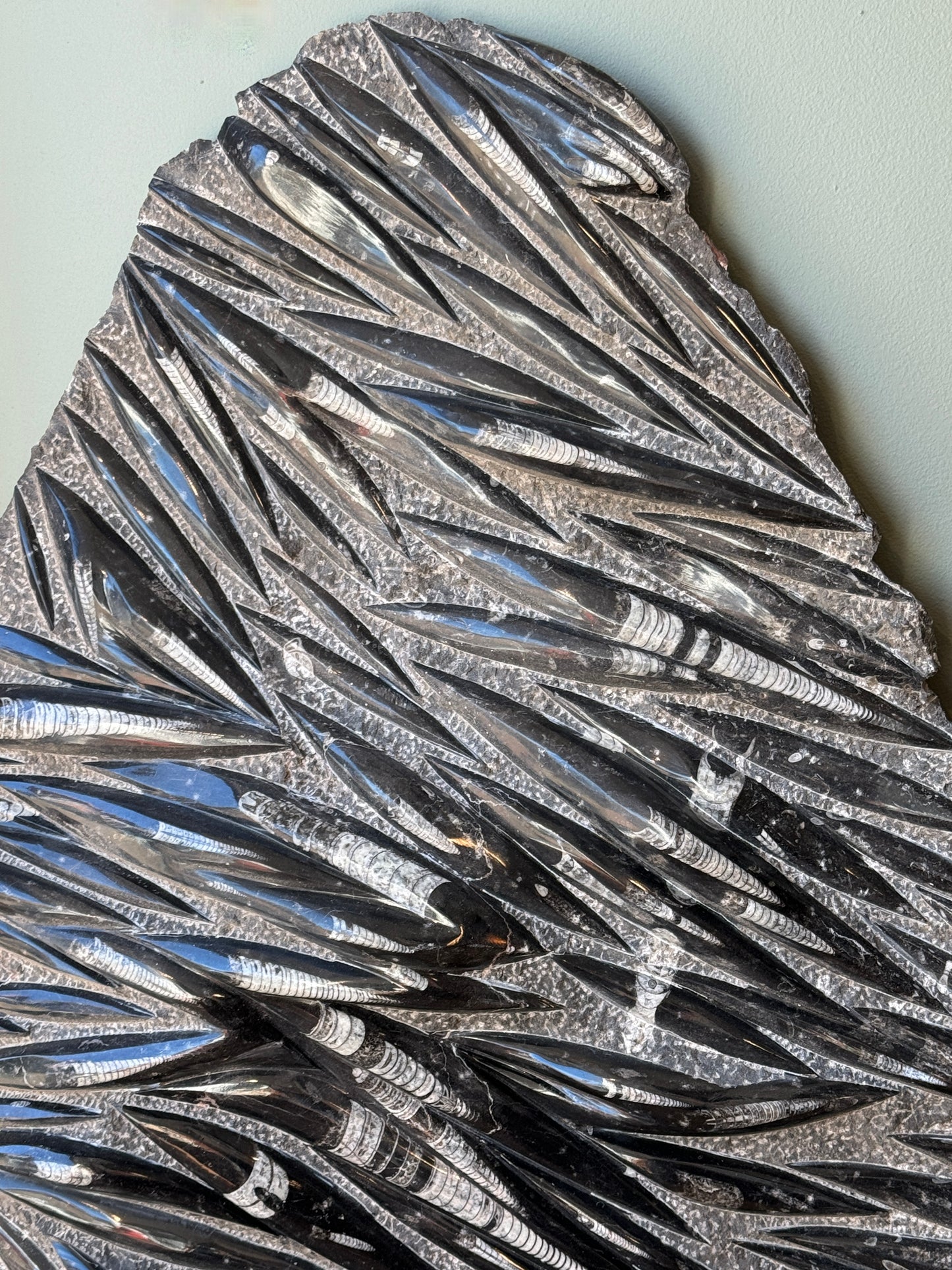 Huge Orthoceras Fossil Slab c400 million years old