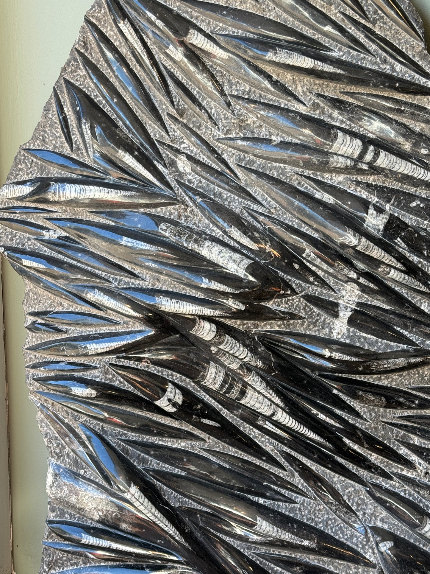 Huge Orthoceras Fossil Slab c400 million years old