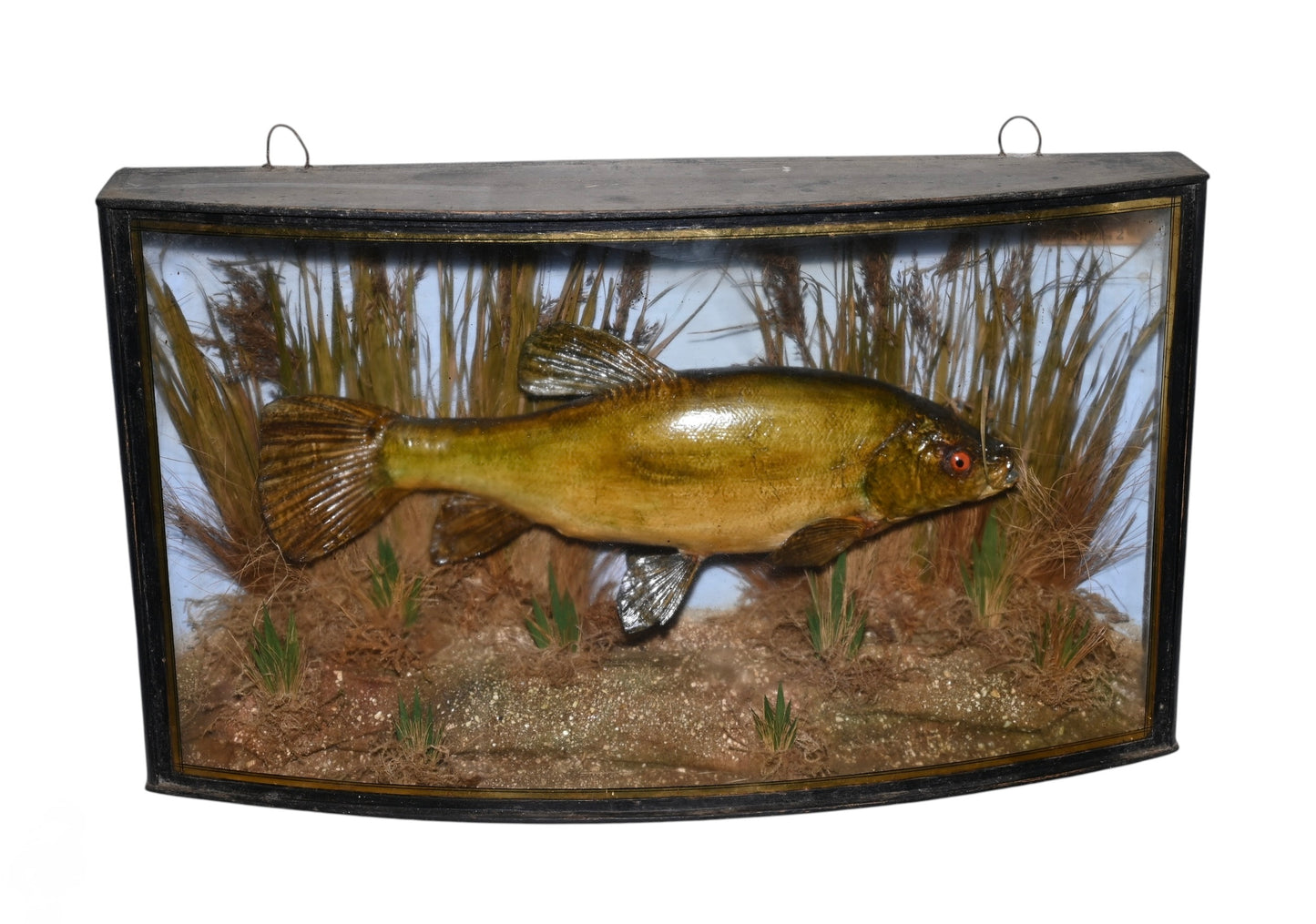 Antique Cased Taxidermy of a Tench Fish by J Cooper & Sons dated 1901