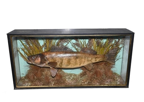 Antique Taxidermy of a Zander Fish in Glazed Case dated 1939