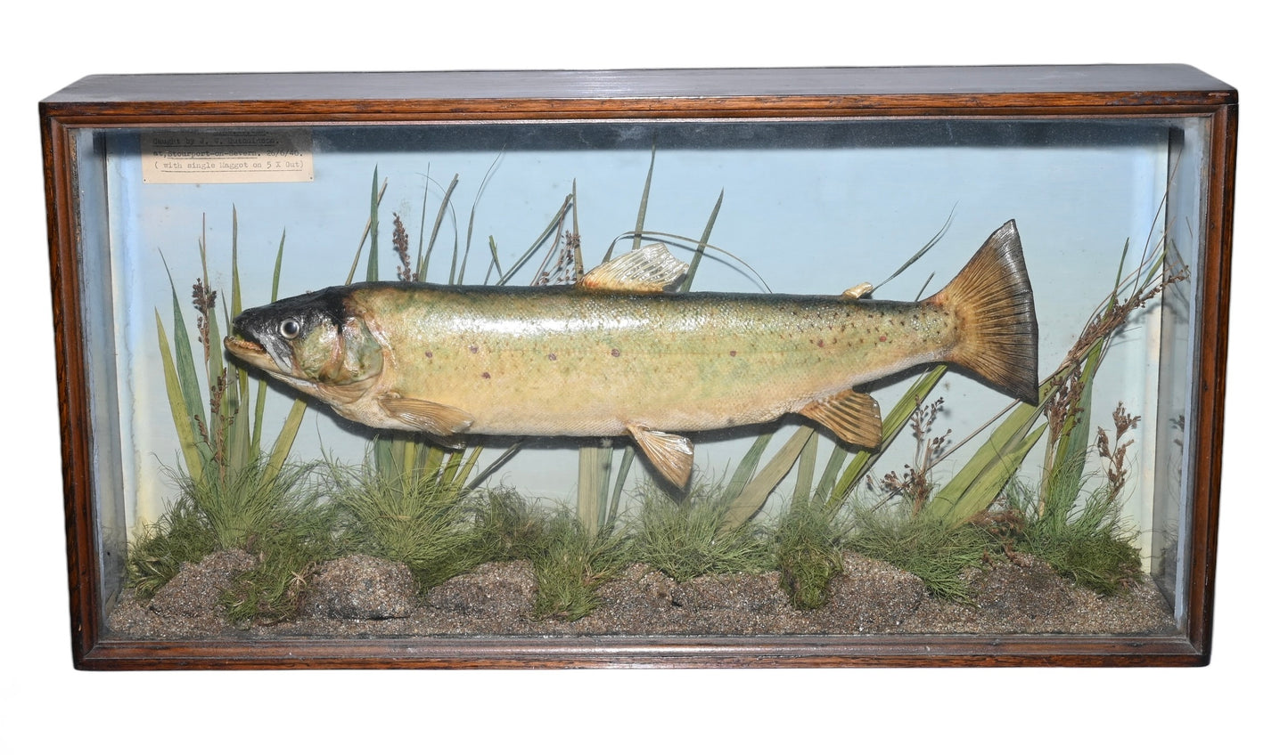 Taxidermy of Trout in Glazed Case by Spicer dated 1940