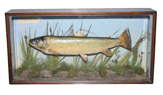 Taxidermy of Trout in Glazed Case by Spicer dated 1940