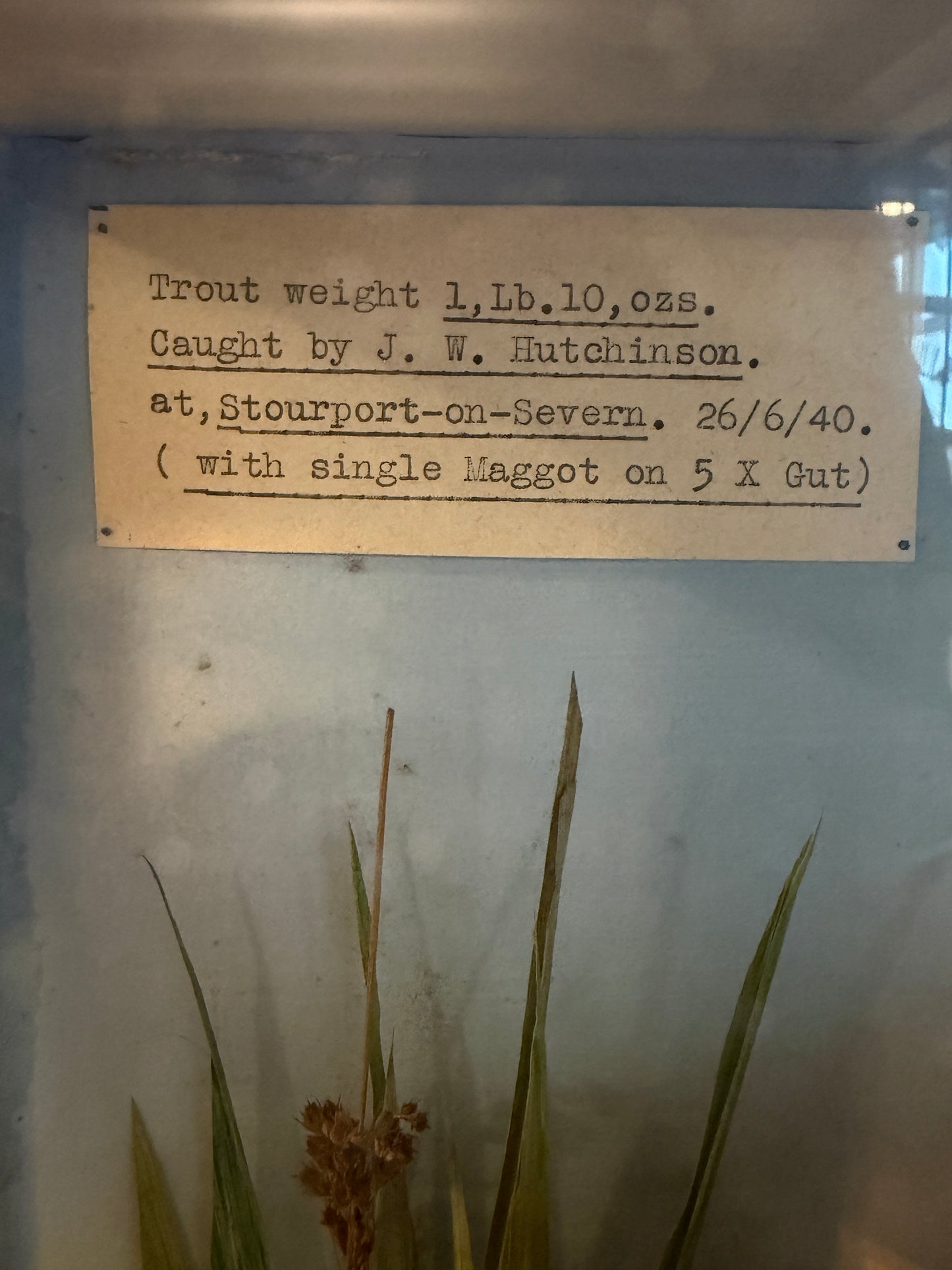Taxidermy of Trout in Glazed Case by Spicer dated 1940