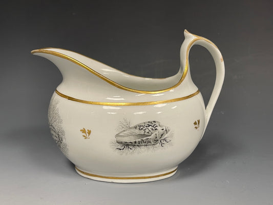 Rare Barr Flight & Barr Worcester 19th Century Porcelain Jug Seashells c1810