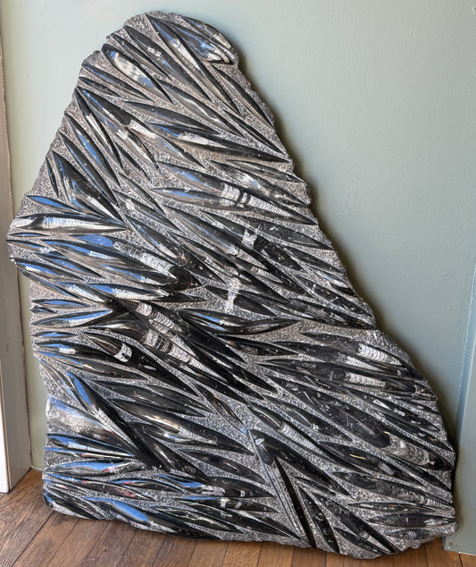 Huge Orthoceras Fossil Slab c400 million years old