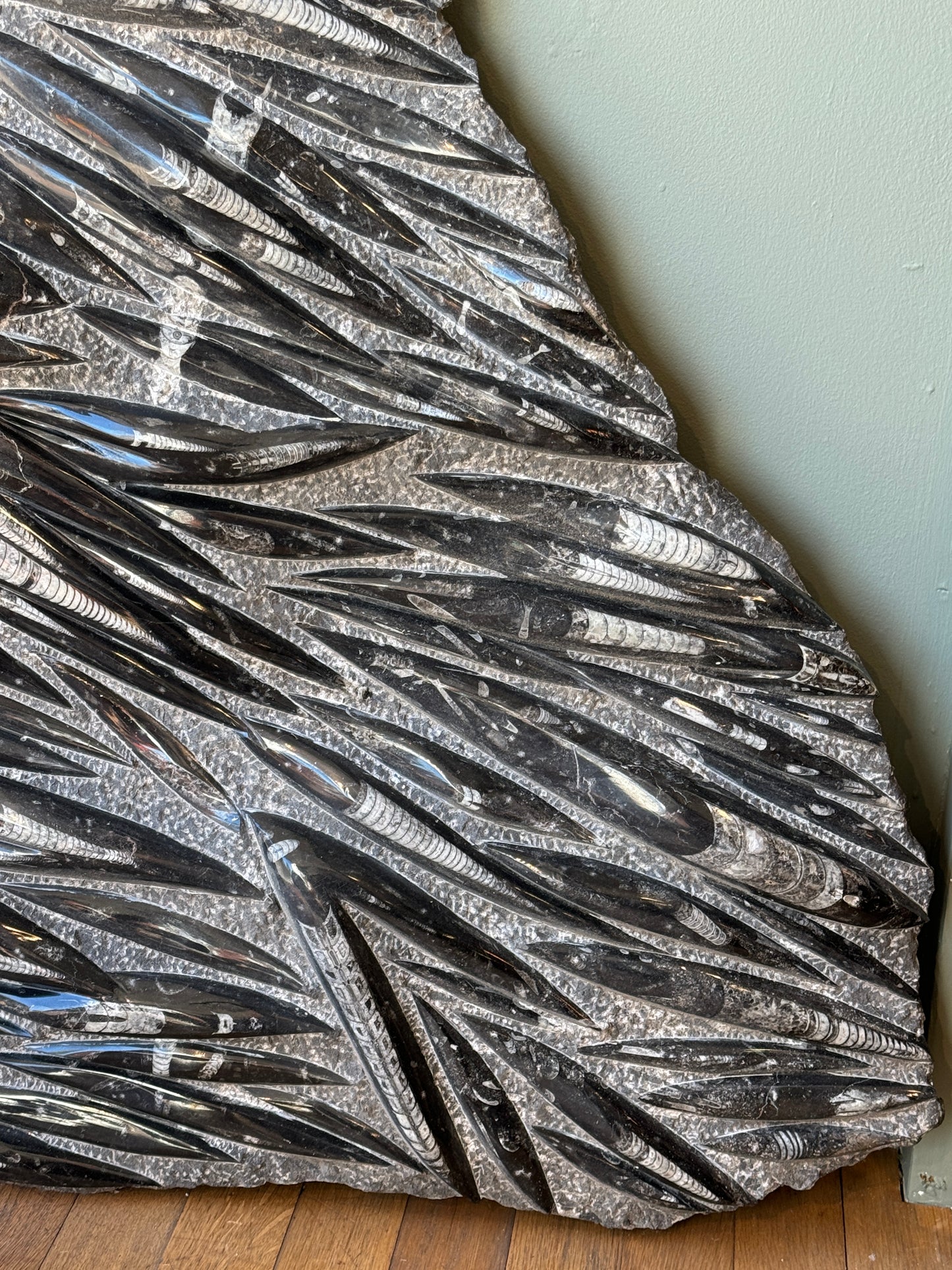 Huge Orthoceras Fossil Slab c400 million years old